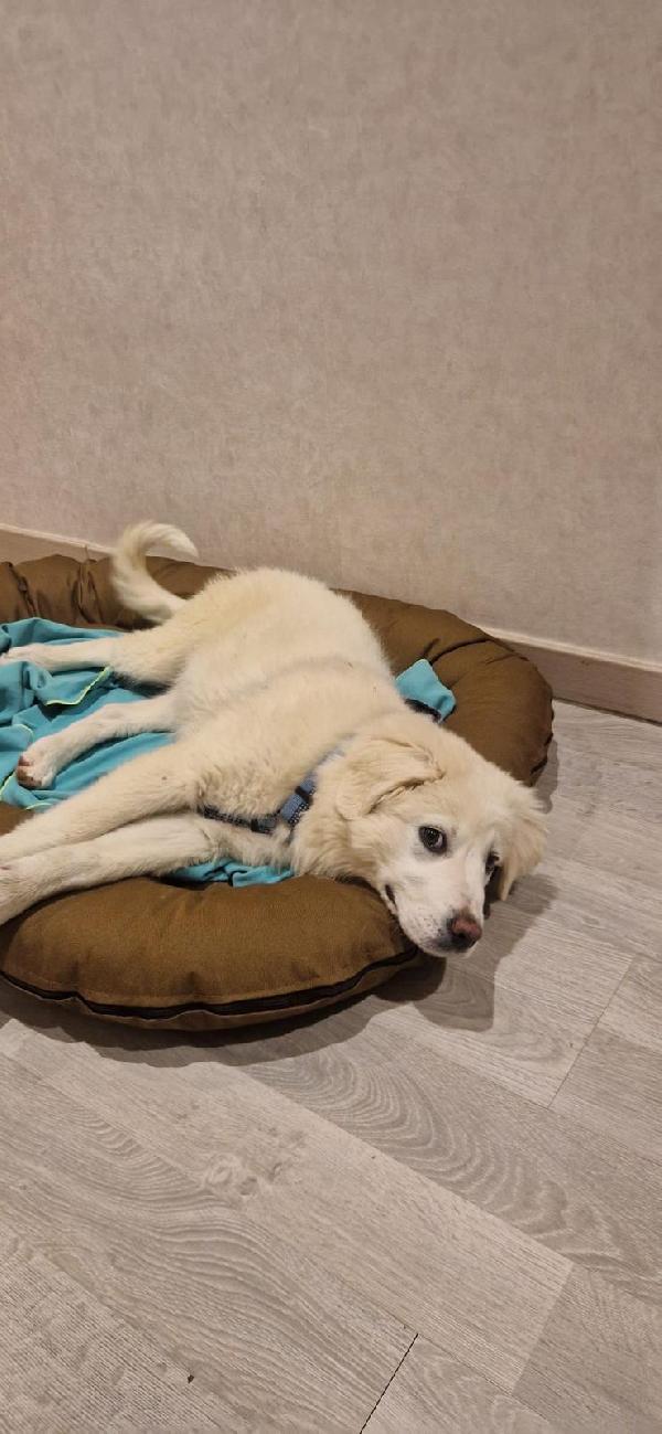 HELLEN CUCCIOLA MAREMMANA DI 4 MESI Foto 5